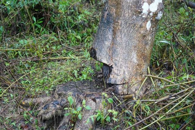 50年老沉香木被“盗木贼”砍伐，1克沉香堪比黄金，为何农民不种