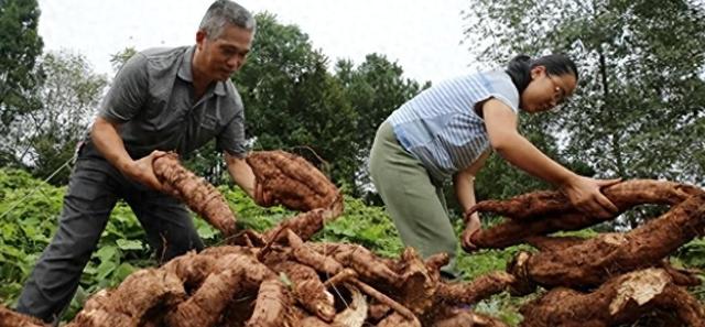 国外控制种植，但我国大量种植，每年在国外花费50亿元很难消除吗