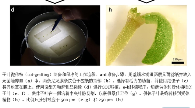 通过对温度和栽培环境的调节，对幼苗的子叶嫁接和生长有何影响？