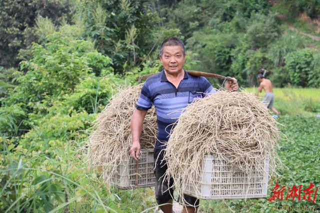 会同县翁顶村：“小野草”变身“致富草”，闯出富民新面貌