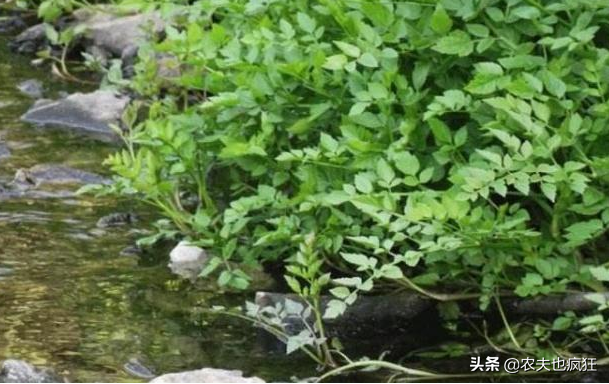 生长在水边，长得酷似芹菜，超市8元一把，春节用它炒腊肉是一绝