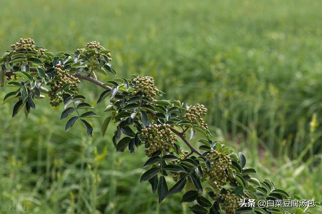 花椒的种植方法