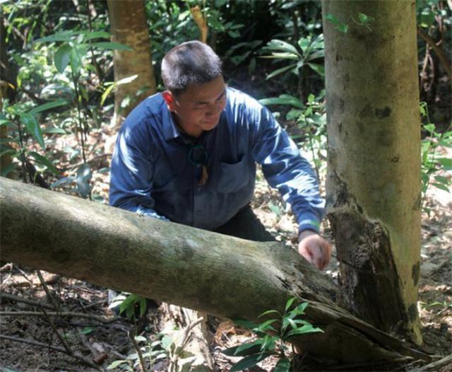 50年老沉香木被“盗木贼”砍伐，1克沉香堪比黄金，为何农民不种