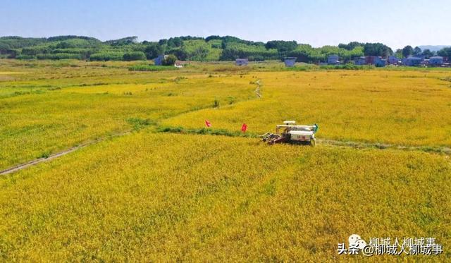 旱地也能种水稻？这些柳城人有一招……