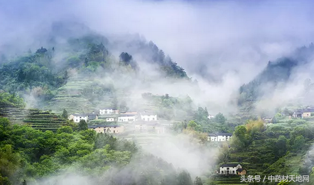 《药材问答》第20期：种植药材也要用高科技！