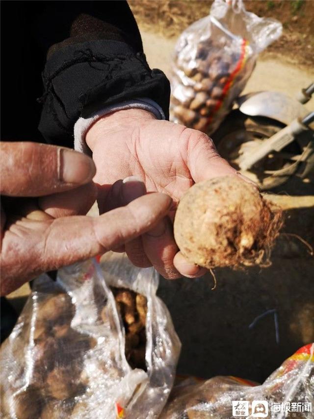 峄城底阁：“芋”见春天 毛芋种植田间忙