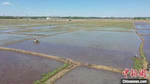 中国的水稻种植(国家高寒水稻种植标准化示范区76万亩稻田进入插秧季)