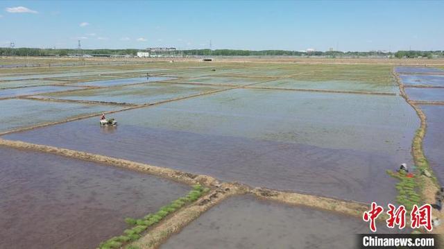 国家高寒水稻种植标准化示范区7.6万亩稻田进入插秧季