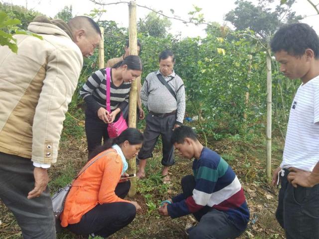 【脱贫攻坚夏季攻势】西番莲成了西山乡龙准村的致富果