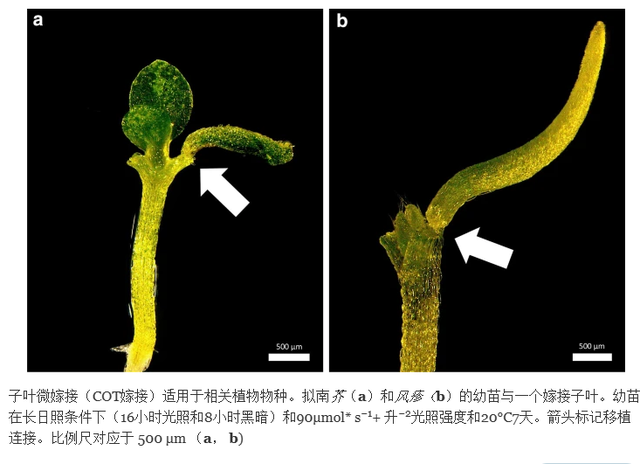 通过对温度和栽培环境的调节，对幼苗的子叶嫁接和生长有何影响？