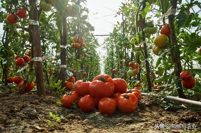 6月可种植蔬菜，直接露天种植，品种不少，抓紧种植