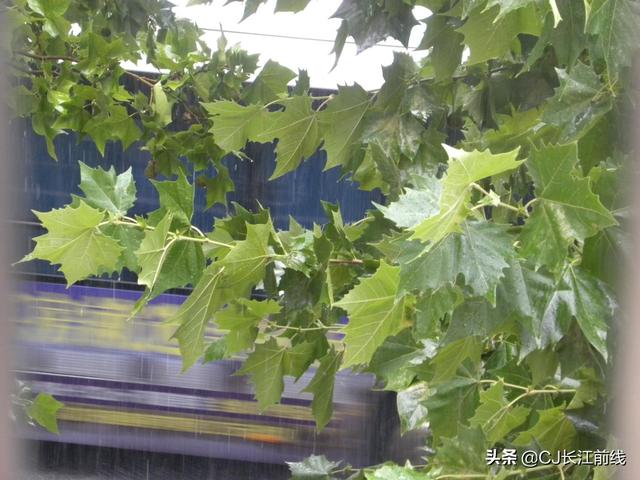 河南淮滨：雨中桐叶绿意浓（组图）