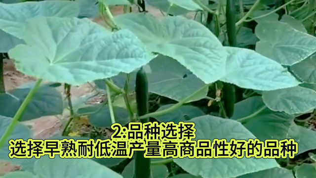 黄瓜的种植技术和管理，你了解多少？