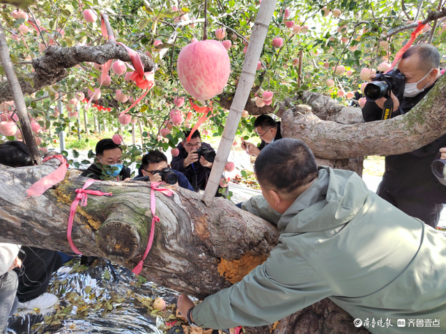 苹果界的“老祖宗”！烟台这棵苹果树138岁，至今仍硕果累累