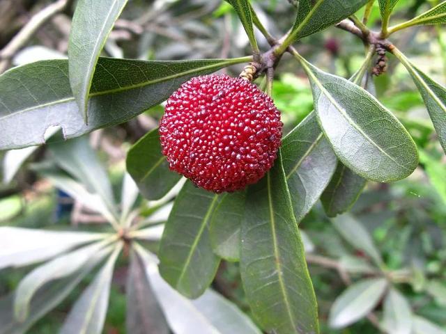 又到了吃杨梅（虫）季节！你可知，杨梅可能是最孤独的树种，全是“单身狗”