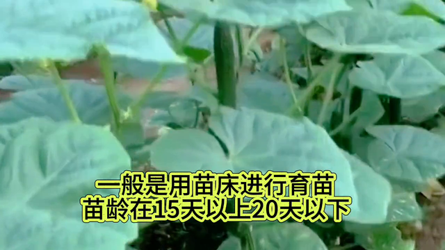 黄瓜的种植技术和管理，你了解多少？