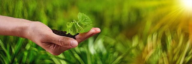 通过对温度和栽培环境的调节，对幼苗的子叶嫁接和生长有何影响？