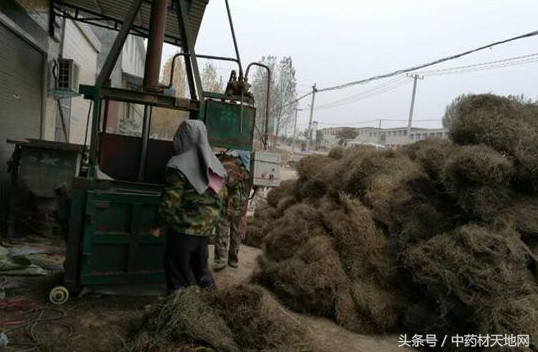 《药材问答》第20期：种植药材也要用高科技！