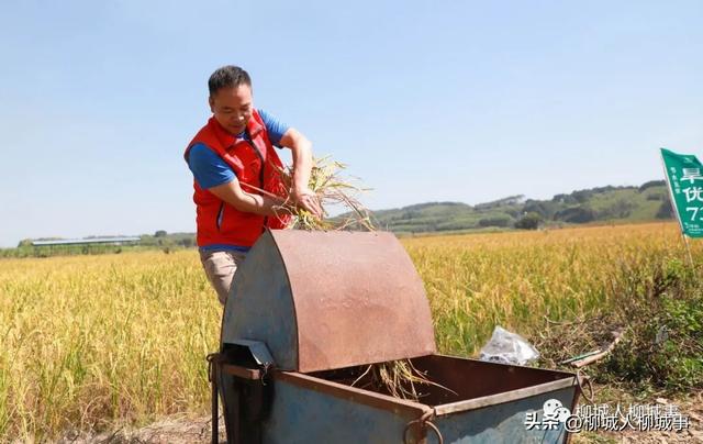 旱地也能种水稻？这些柳城人有一招……