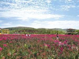 邢台蓝莓苗种植基地(红石沟休闲生态农场：“三生融合”乡村变身美丽“大景区”)