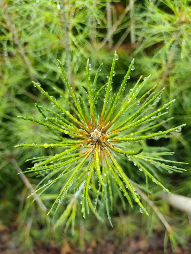 国家一级重点保护野生植物五针白皮松累计移植成活逾3000株