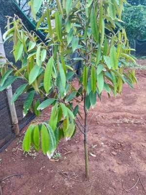 榴莲在广东能种植吗(坐标广东湛江，尝试一下种植榴莲能否成功)