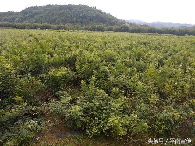 种植牛大力 平南这位村支书带领村民开辟致富新法宝