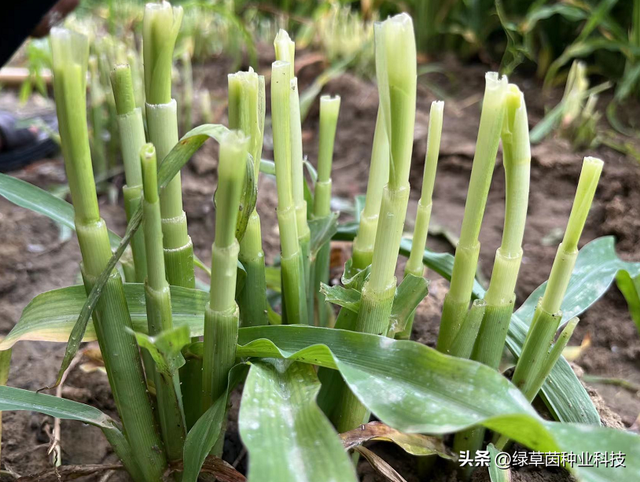 墨西哥玉米草怎么种才能轻松到达30吨，种植方法和田间管理很重要