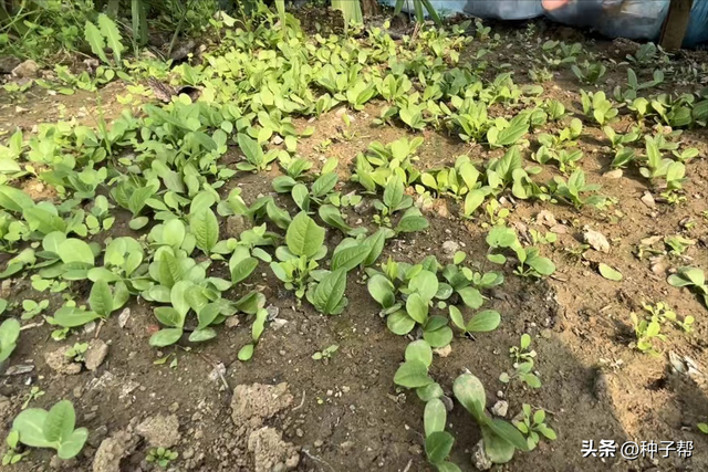 春季养牛的高产牧草，被称“大叶蛋白菊”--串叶松香草的种植技术