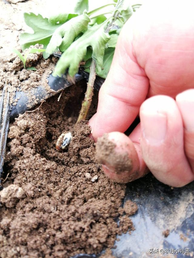 怎样防治土蚕虫害？告诉你5个防虫方法和8个杀虫方法