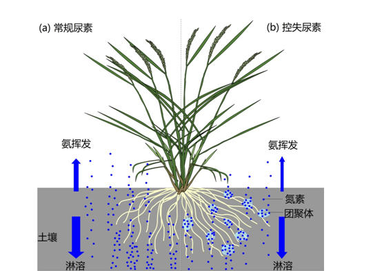 茶叶绞股蓝高产栽培技术