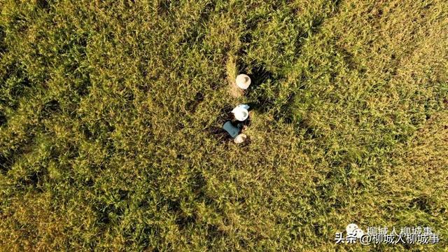 旱地也能种水稻？这些柳城人有一招……