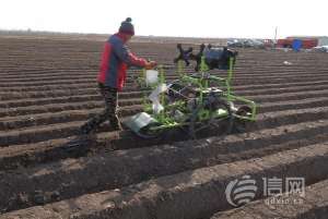 蔬菜种植大棚赚钱吗(即墨区农民耕地播种抢抓农时 两亩西瓜预计收入10万多)