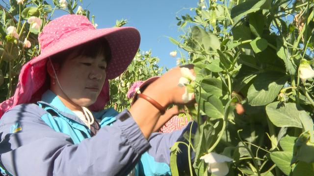 牟定：碗豆种植喜获丰收