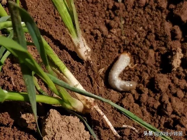 怎样防治土蚕虫害？告诉你5个防虫方法和8个杀虫方法