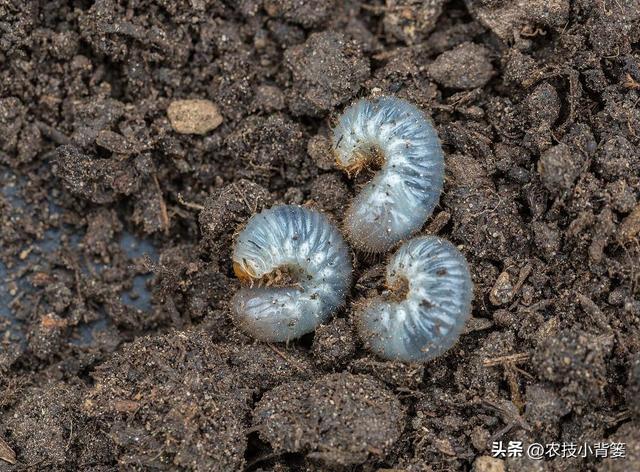 怎样防治土蚕虫害？告诉你5个防虫方法和8个杀虫方法