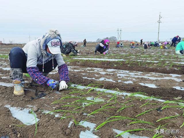 齐齐哈尔梅里斯镇洋葱种植面积8万亩 比去年增长 23%