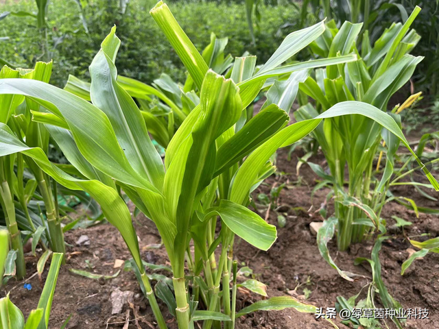 墨西哥玉米草怎么种才能轻松到达30吨，种植方法和田间管理很重要