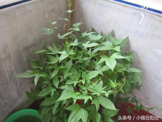 阳台种菜就种这5种蔬菜，简单好养，种一次长一年，长期收获不断