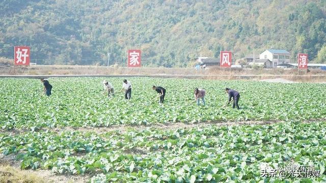 贵州岑巩：“订单式”松花菜种植 鼓起村民“钱袋子”