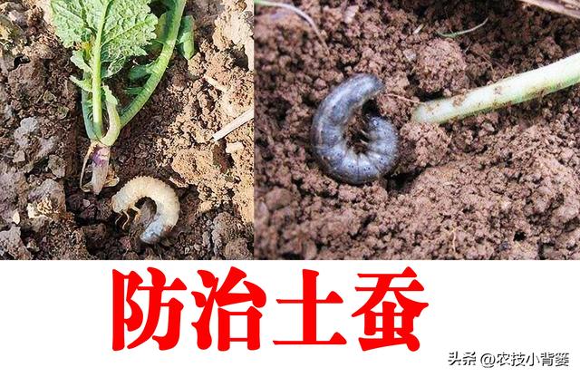 怎样防治土蚕虫害？告诉你5个防虫方法和8个杀虫方法