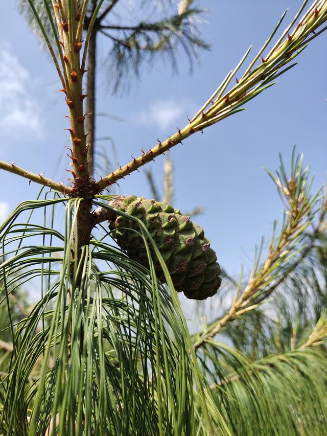 国家一级重点保护野生植物五针白皮松累计移植成活逾3000株