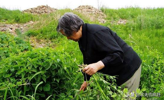 生长在水边，长得酷似芹菜，超市8元一把，春节用它炒腊肉是一绝