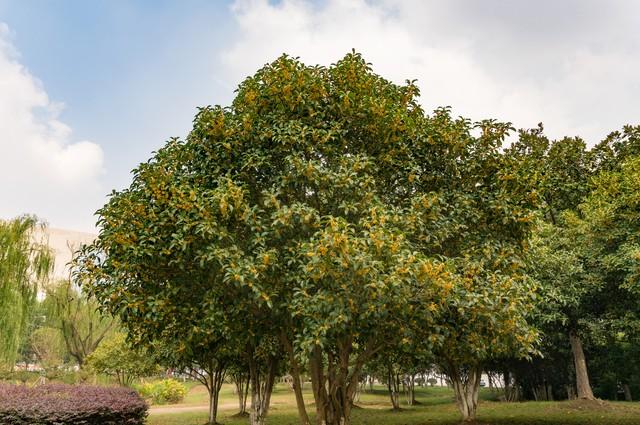 揭秘桂花的真相：北方能种桂花吗，如何种植？一文给大家说清楚