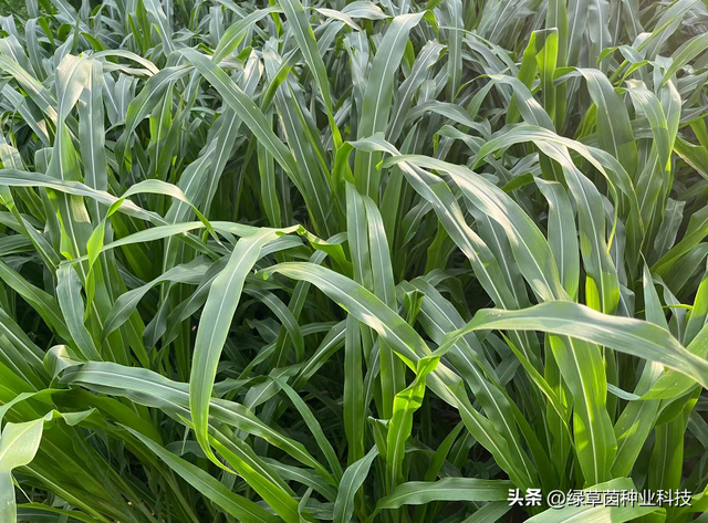 墨西哥玉米草怎么种才能轻松到达30吨，种植方法和田间管理很重要