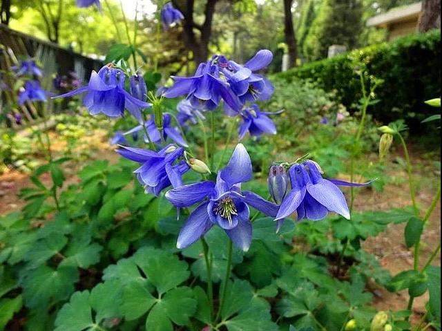 ​郊外野生的耧斗菜，人工栽培注意7点，花开60天，好看又好吃