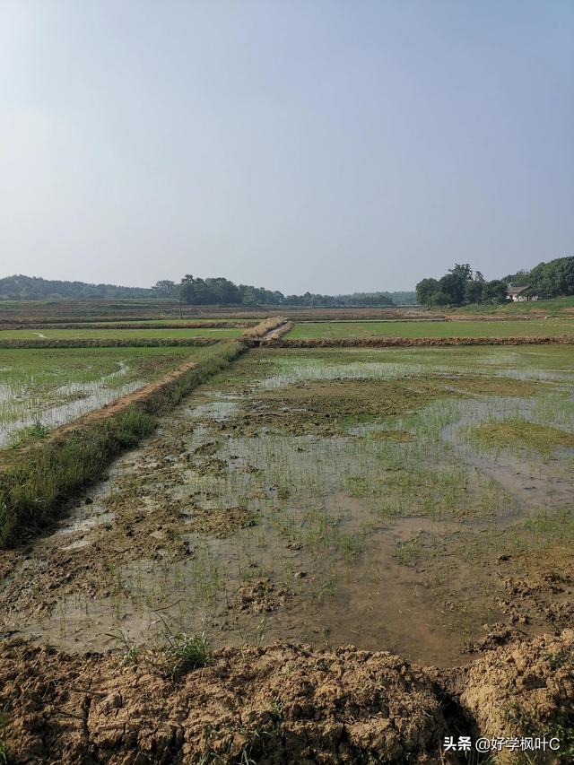 丘陵地区新近农田开发的田块，水稻直播后的苗期管理