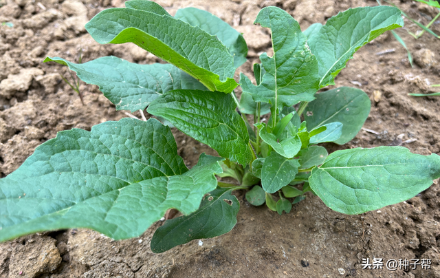 春季养牛的高产牧草，被称“大叶蛋白菊”--串叶松香草的种植技术