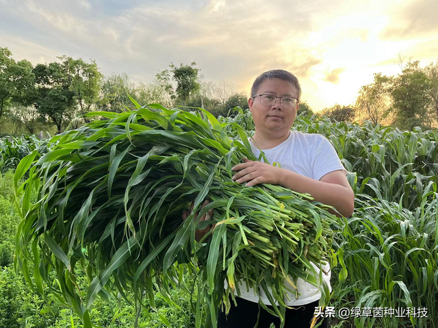 墨西哥玉米草怎么种才能轻松到达30吨，种植方法和田间管理很重要