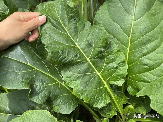 春季养牛的高产牧草，被称“大叶蛋白菊”--串叶松香草的种植技术